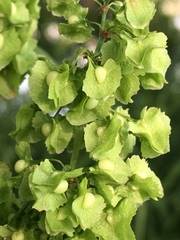 Rumex cristatus