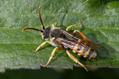 Nomada lathburiana