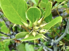 Aegiceras corniculatum