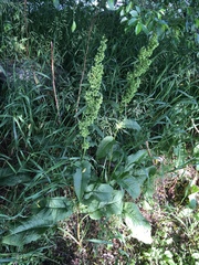 Rumex cristatus