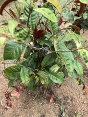 Excoecaria cochinchinensis