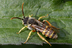 Nomada lathburiana