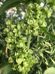 Rumex cristatus
