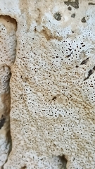Bagliettoa