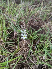 Ornithogalum gracillimum