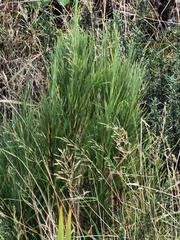 Dracophyllum acerosum
