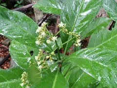 Psychotria asiatica