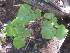 Cercis canadensis texensis