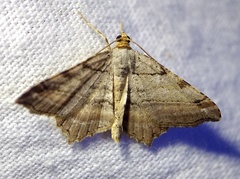 Macaria multilineata