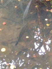 Channa striata