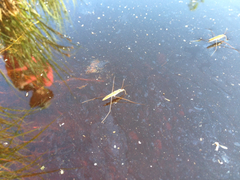 Limnoporus rufoscutellatus