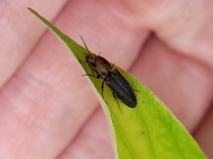 Limonius auripilis