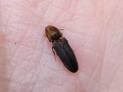 Limonius auripilis