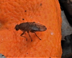 Suillia quinquepunctata