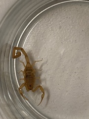 Centruroides sculpturatus