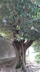 Castanopsis sieboldii