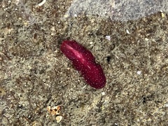 Pseudoceros rubronanus