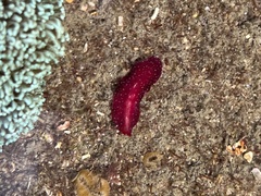 Pseudoceros rubronanus