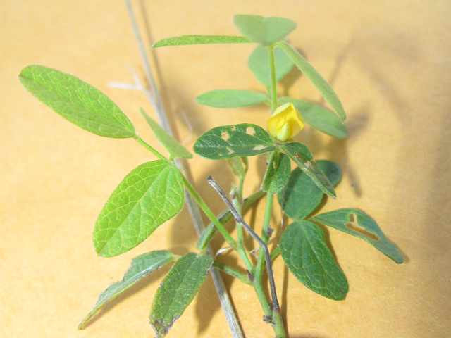 Rhynchosia senna var. texana