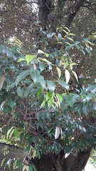 Castanopsis sieboldii