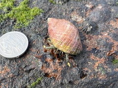 Clibanarius virescens