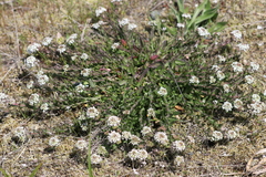 Lepidium heterophyllum
