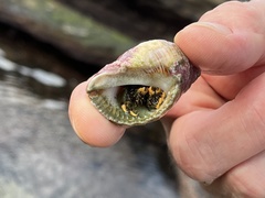 Clibanarius virescens