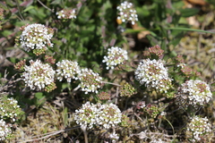 Lepidium heterophyllum