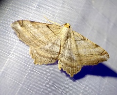 Macaria multilineata