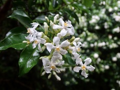 Melodinus suaveolens