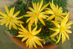 Mammillaria beneckei