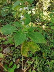 Hypoestes aristata alba