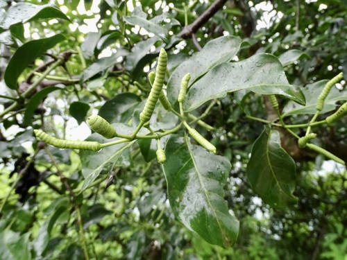 Gnetum luofuense (Gnetum luofuense)