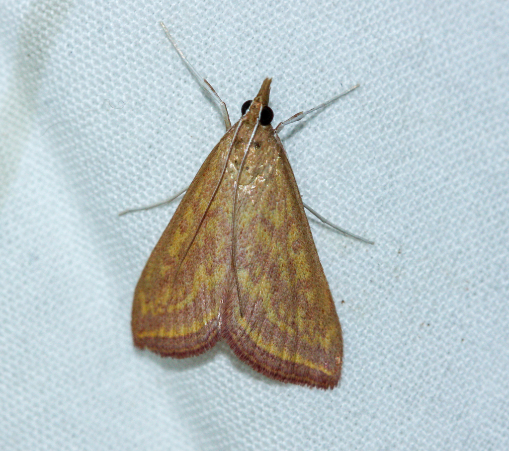 Pyrausta obtusanalis
