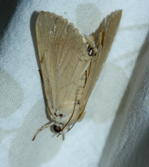 Litoprosopus coachella