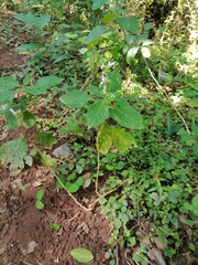 Hypoestes aristata alba