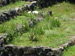 Argemone platyceras