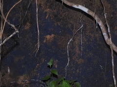 Terana
