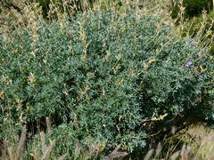Lupinus paynei