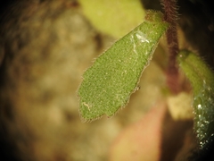 Campanula erinus