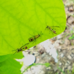 Ropalidia flavobrunnea