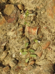 Campanula erinus