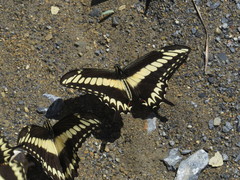 Heraclides ornythion