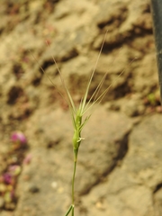 Aegilops biuncialis