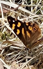 Heteronympha banksii