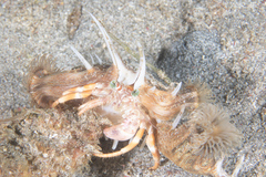 Dardanus pedunculatus