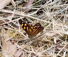 Heteronympha banksii