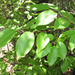 Prunus serotina eximia - Photo (c) Chuck Sexton, algunos derechos reservados (CC BY-NC), uploaded by Chuck Sexton