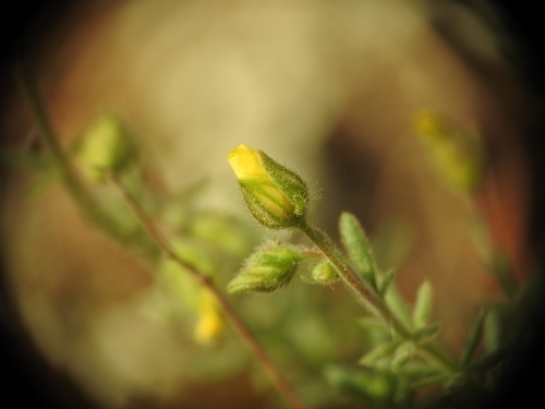 Fumana thymifolia, photograph 1