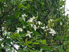 Clematis meyeniana